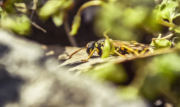 Die Biene im Frühling — Stockfoto