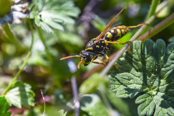 La abeja en la primavera # 2 — Foto de Stock