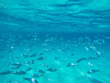 Akdeniz'de Sardunya sualtı görünümünü