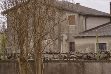 Kışın çıplak dalları