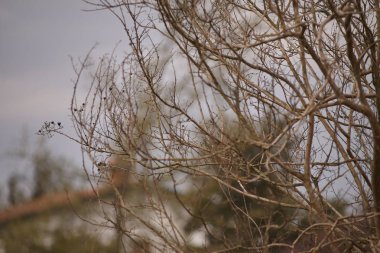 Bulutlu bir gökyüzü altında çıplak dalları 