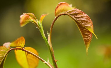 Tesbih yaprakları tomurcuk