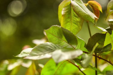 Tesbih baharda yaprakları