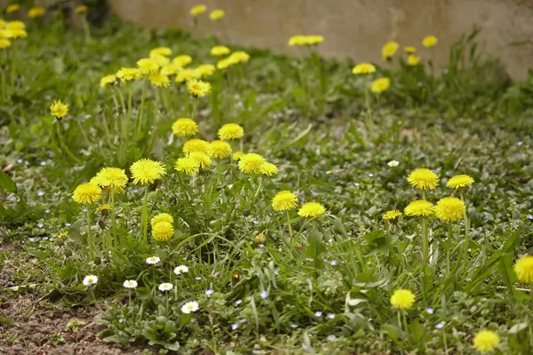 Taraxacum florece en primavera # 3 — Foto de Stock