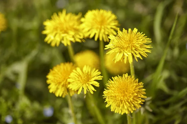 Dandelions blooms in spring — Stock Photo, Image