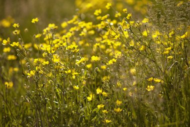 Narsist ilkbaharda çiçek açar.
