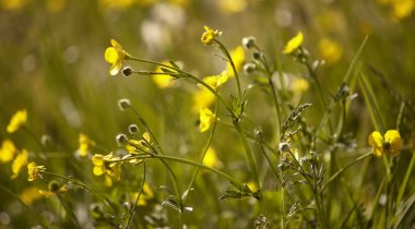 Narsist ilkbaharda çiçek açar #4