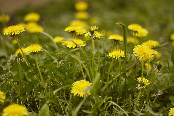 Dandelion's portrait #6 — Stock Photo, Image