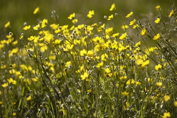 Die Narzissenblüten im Frühling # 3 — Stockfoto