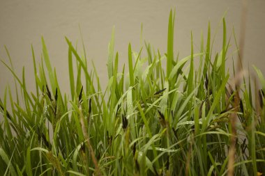 Çiy ile kaplı çim bıçakları