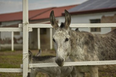 Eşek yetiştiriciliği #2