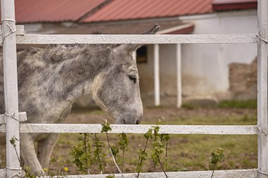 Damızlık katır #6