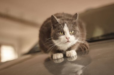 Kedi arabanın kaputuna dayanıyor #5