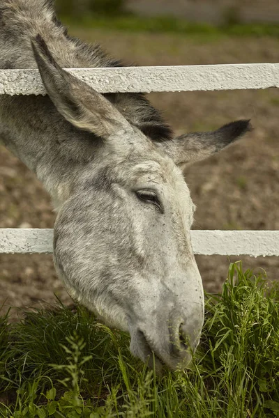 Cabeça de burro fora da cerca # 2 — Fotografia de Stock