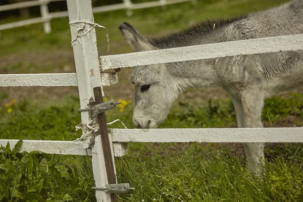 Liten åsna i staketet — Stockfoto