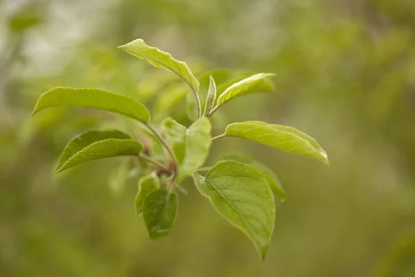 De nieuwe appelboom vertrekt in het voorjaar — Stockfoto