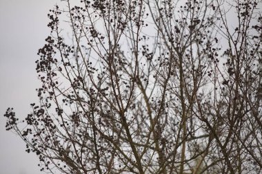 Çıplak dalların melankolisi