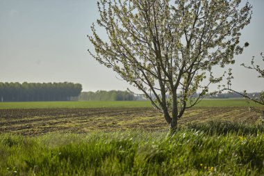 Kırsal bir panorama baharkiraz çiçeği