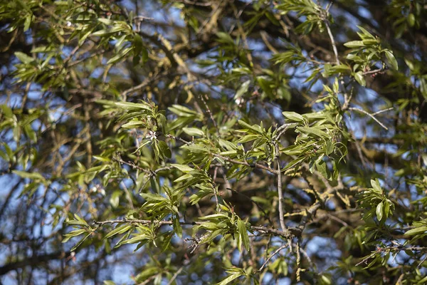 Textura de hojas pequeñas que soplan en el viento — Foto de Stock