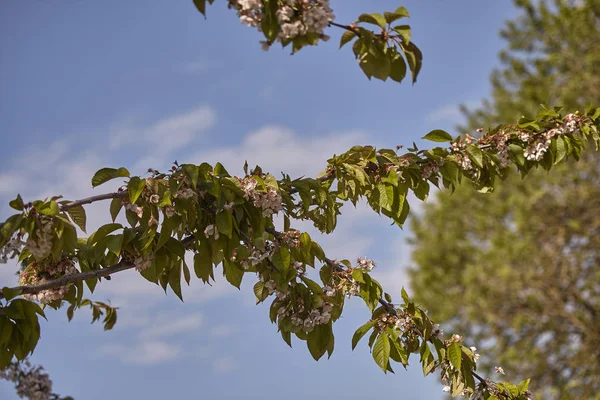 La flor de cerezo en primavera # 4 — Foto de Stock