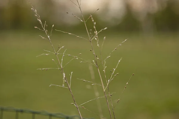 草のハエのシンプルな刃 — ストック写真
