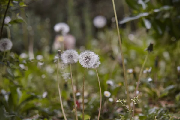 Die Ahnungslosigkeit des Löwenzahns — Stockfoto