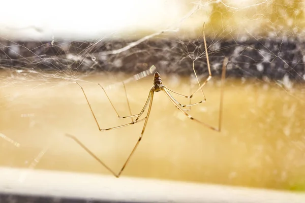 Ragno domestico (Pholcus phalangioides) # 3 — Foto Stock