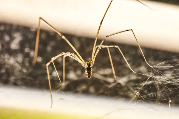 Pająk domowy (Pholcus phalangioides) #4 — Zdjęcie stockowe