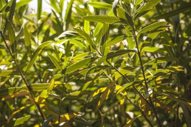 Oleander güneşte yaprakları #10