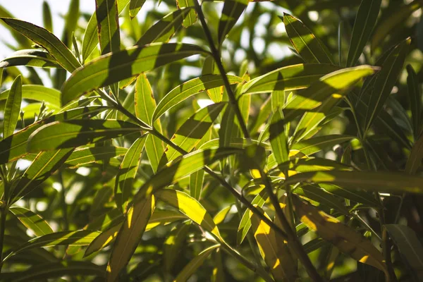 Las hojas de olivo en el sol # 16 — Foto de Stock