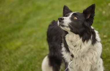 Parkta bir köpek portresi
