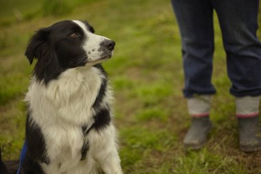 Parktaki siyah beyaz köpek.