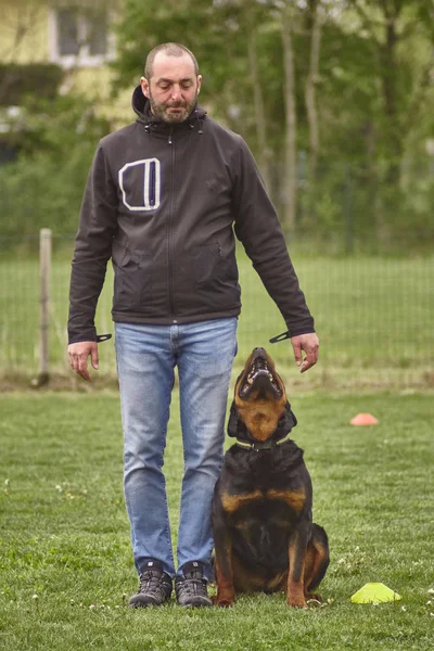 Dog trainer in a dog competition