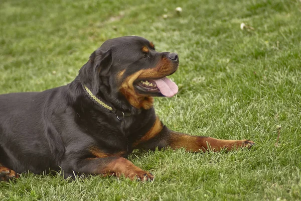 Rottweiler dog plays at the park #2 — Stock Photo, Image