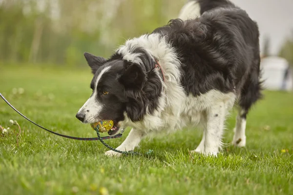 Dog plays with the ball #2