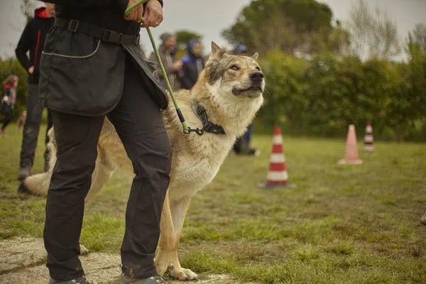 Leashed cane lupo — Foto Stock