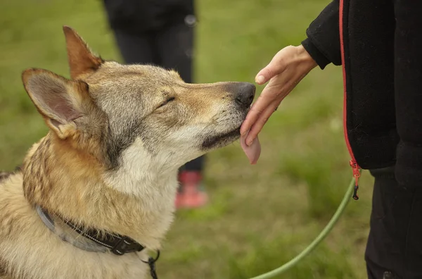 Wolf dog licks a hand