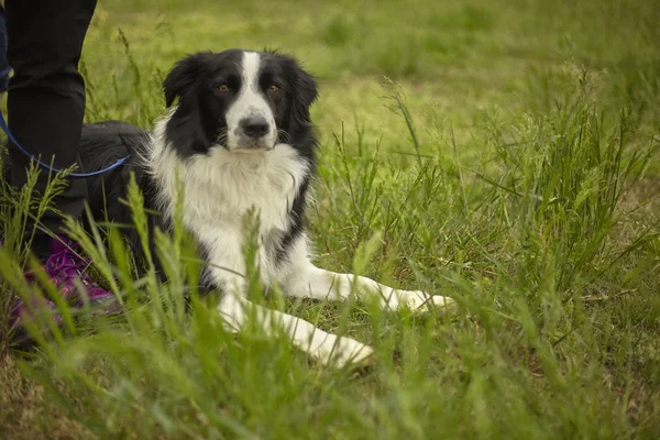 Cane seduto a terra mentre al guinzaglio — Foto Stock