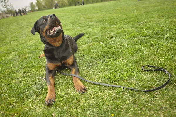 Parkta Rottweiler köpek #3 — Stok fotoğraf