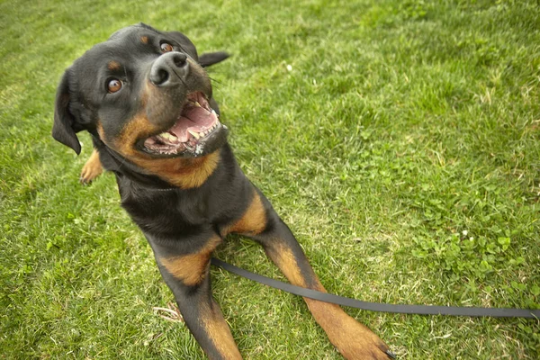 Cane Rottweiler al parco — Foto Stock