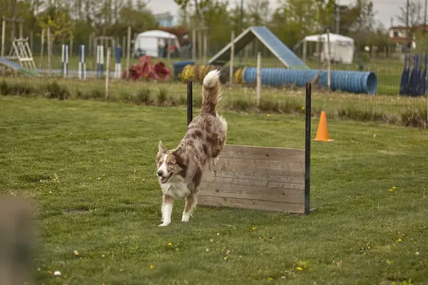 Salti del cane durante una gara di cani # 2 — Foto Stock