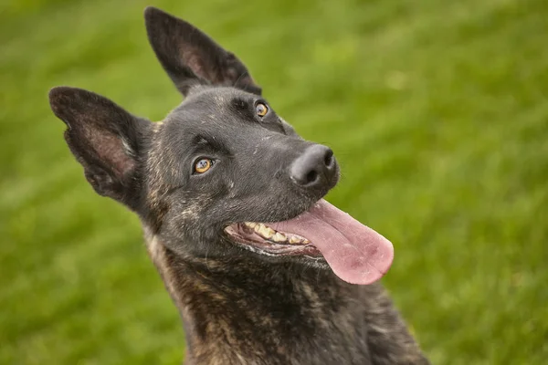 一只黑狗#5的肖像 — 图库照片