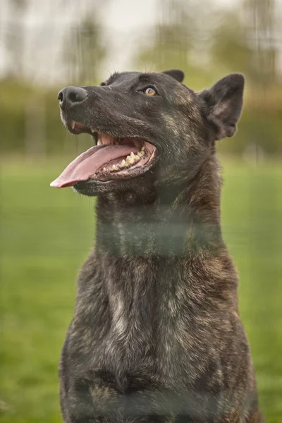 Ritratto di un cane nero # 2 — Foto Stock