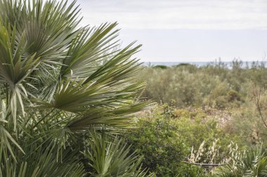 palmiye yaprağı detay