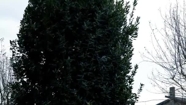 月桂樹の木 — ストック動画