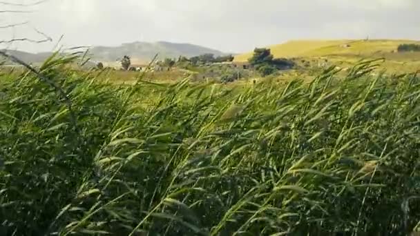 Despeje a grama movida pelo vento — Vídeo de Stock