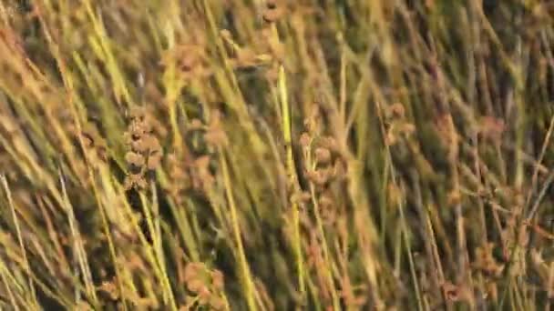 Typisk siciliansk vegetation — Stockvideo