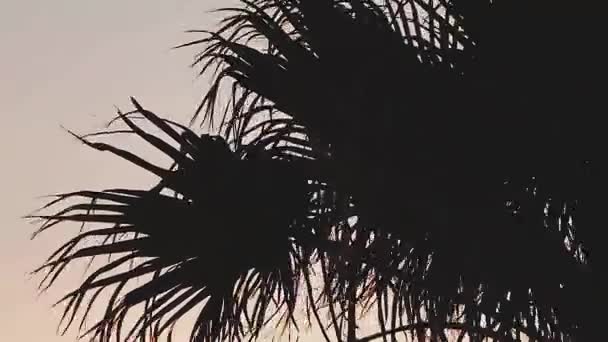 Силуэт пальм на закате — стоковое видео