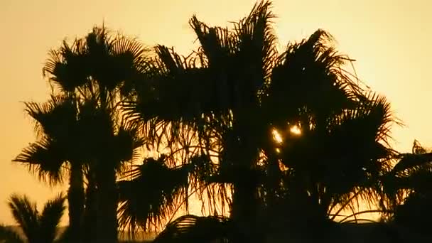 Silhouette of palm trees at sunset — Stock Video