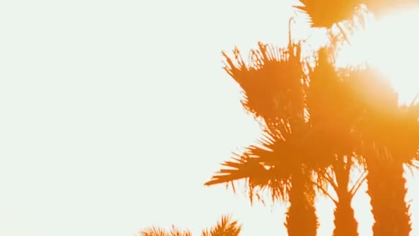 Drug and drunken vision on palm tree — Stock Video